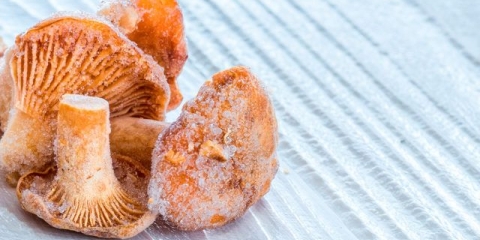 Smrznute lisičarke: kako kuhati, šta se može učiniti